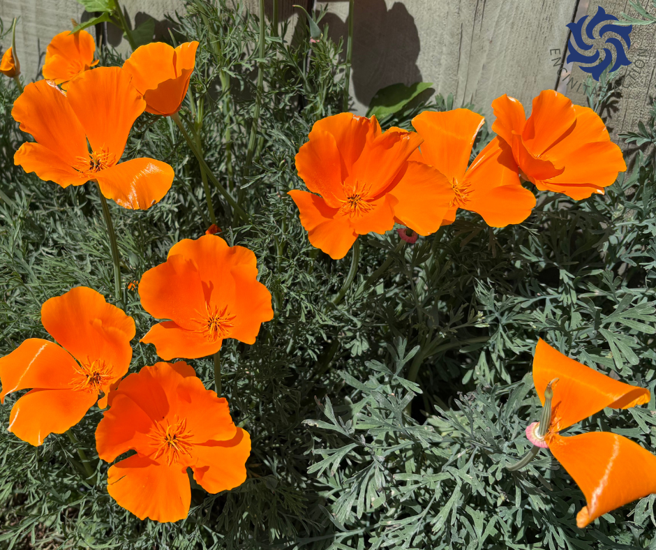 Encinitas Native Plant Ordinance